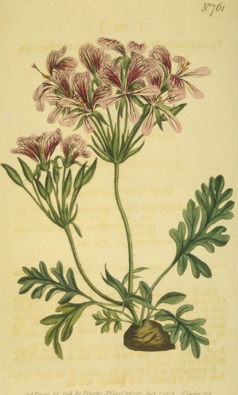Pelargonium incrassatum - Curtis's Botanical