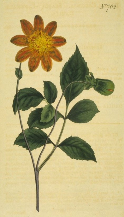 Dahlia coccinea - Curtis's Botanical