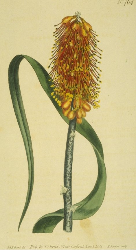 Kniphofia pumila - Curtis's Botanical