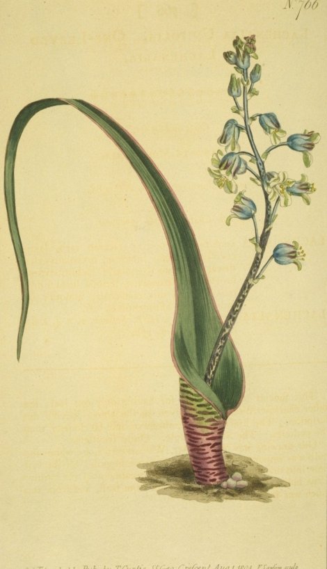 Lachenalia unifolia - Curtis's Botanical