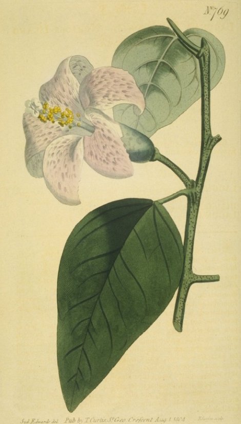 Lagunaea patersonia - Curtis's Botanical