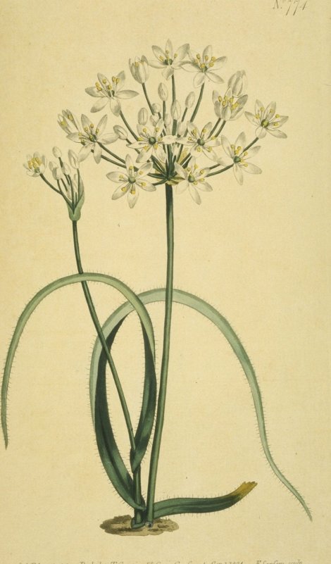 Allium ciliatum - Curtis's Botanical