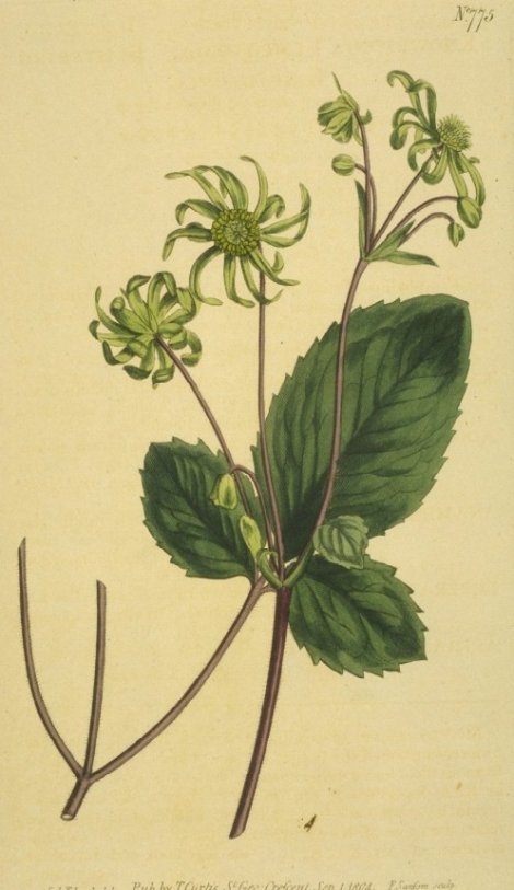 Knowltonia vesicatoria - Curtis's Botanical