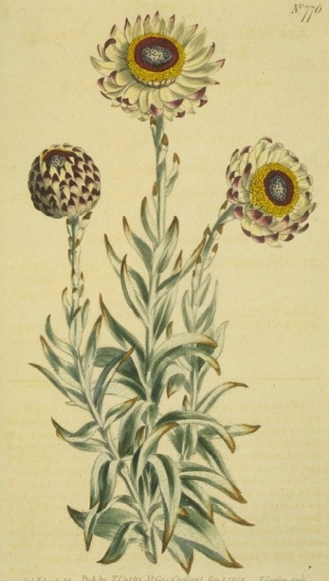 Xeranthemum variegatum - Curtis's Botanical