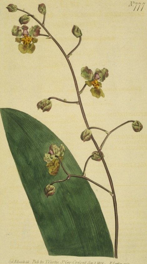 Oncidium carthaginense - Curtis's Botanical