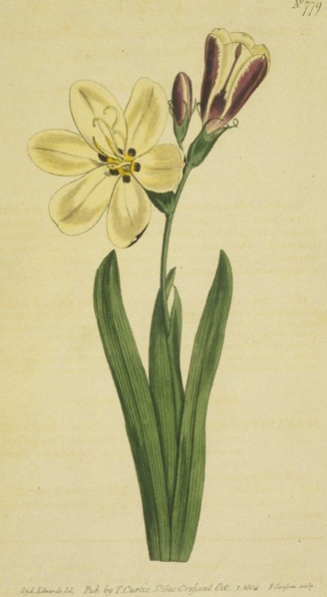 Sparaxis grandiflora - Curtis's Botanical