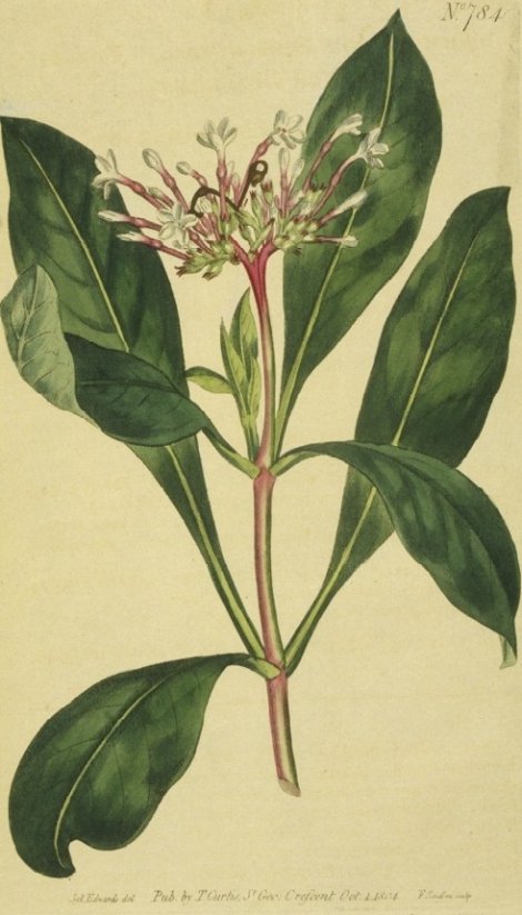 Ophioxylum serpentinum - Curtis's Botanical