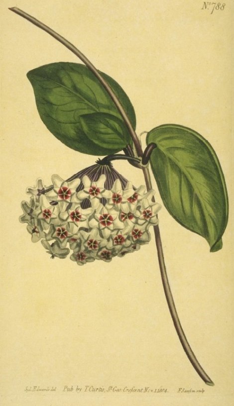 Asclepias carnosa - Curtis's Botanical