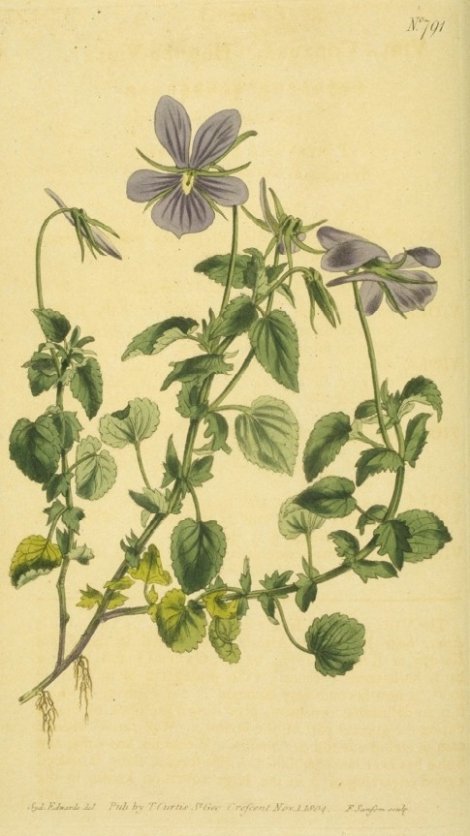 Viola Cornuta - Curtis's Botanical