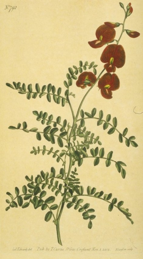 Swainsonia galegifolia - Curtis's Botanical
