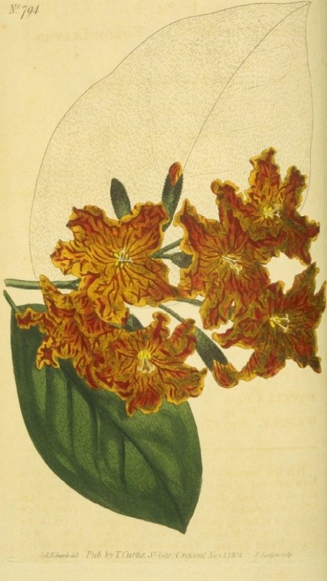 Cordia sebestena - Curtis's Botanical