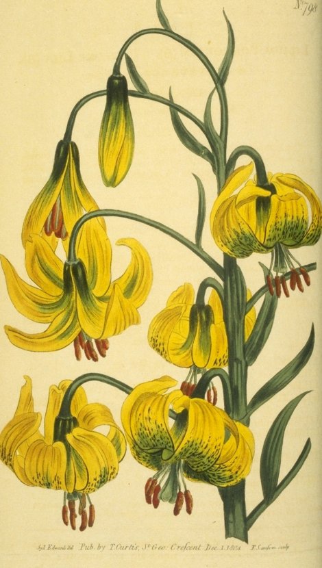 Lilium pyrenaicum - Curtis's Botanical