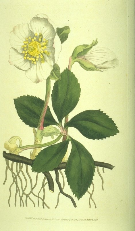 Helleborus niger - Curtis's Botanical