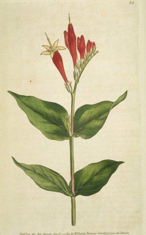 Spigelia marilandica - Curtis's Botanical