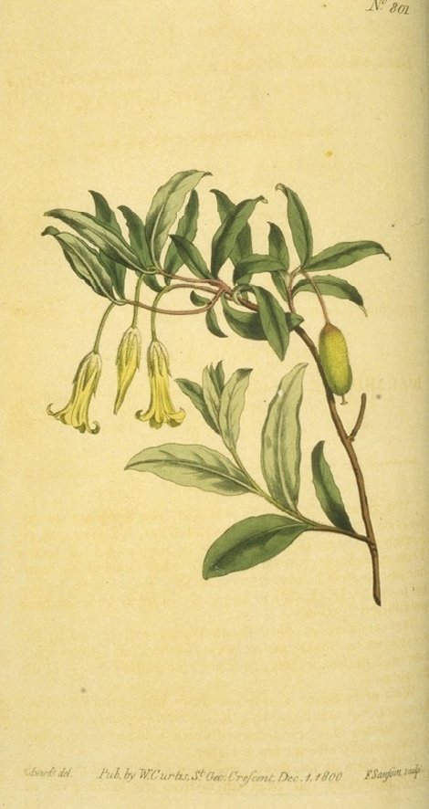 Billardiera scandens - Curtis's Botanical