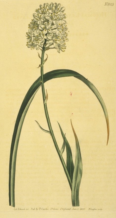 Amianthium muscaetoxicum - Curtis's Botanical