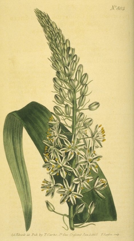 Ornithogalum longibracteatum - Curtis's Botanical