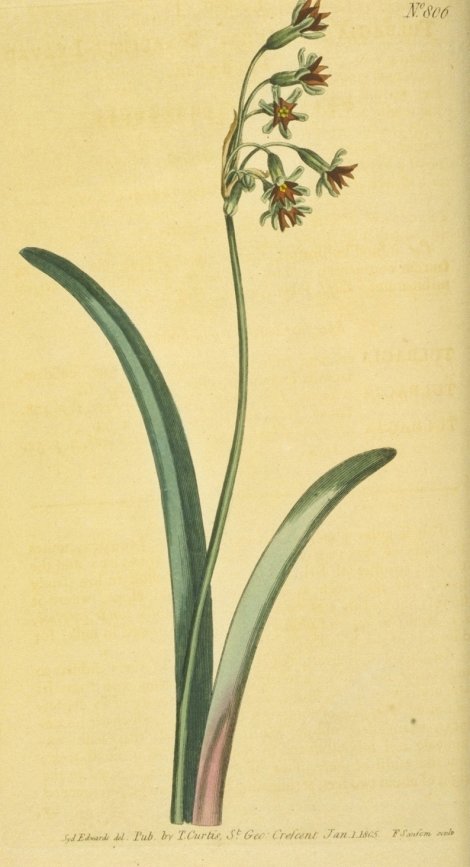 Tulbagia alliacea - Curtis's Botanical