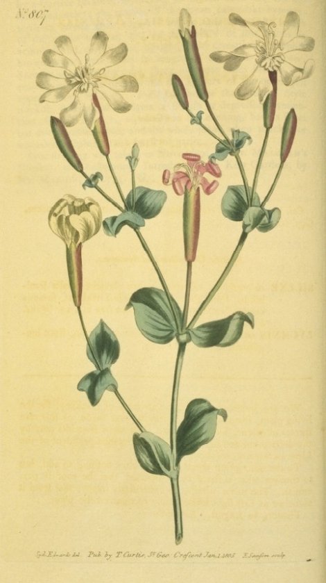 Silene chloraefolia - Curtis's Botanical