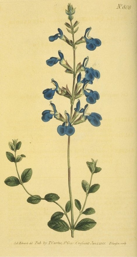 Salvia chamaedrioides - Curtis's Botanical