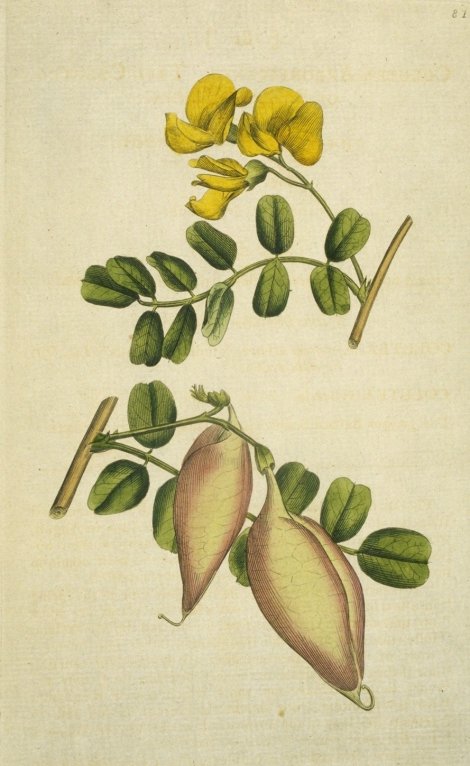 Colutea arborescens - Curtis's Botanical