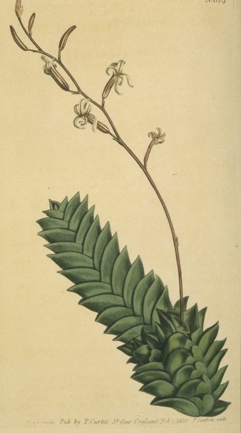 Haworthia viscosa - Curtis's Botanical