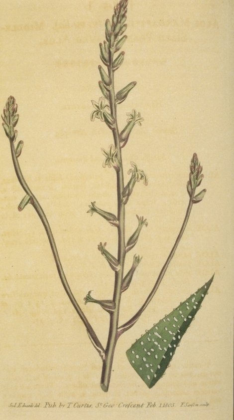 Haworthia margaritifera - Curtis's Botanical