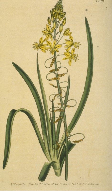 Bulbine frutescens - Curtis's Botanical