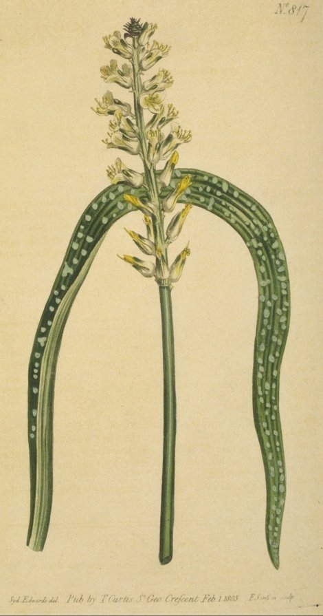 Lachenalia pustulata - Curtis's Botanical