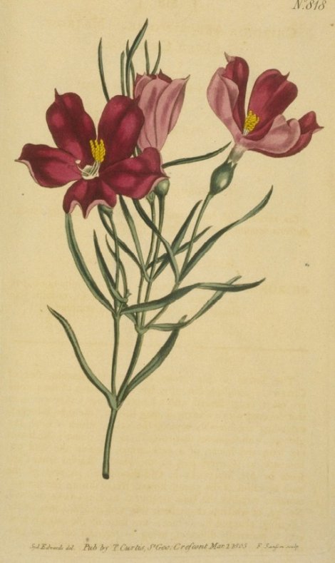 Orphium frutescens - Curtis's Botanical