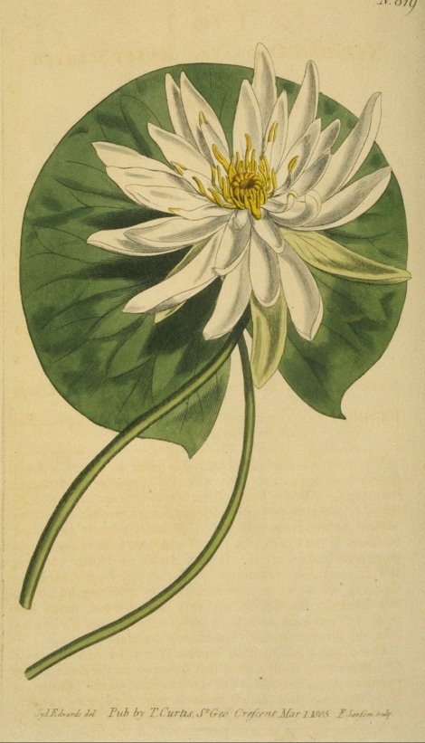 Nymphaea odorata - Curtis's Botanical
