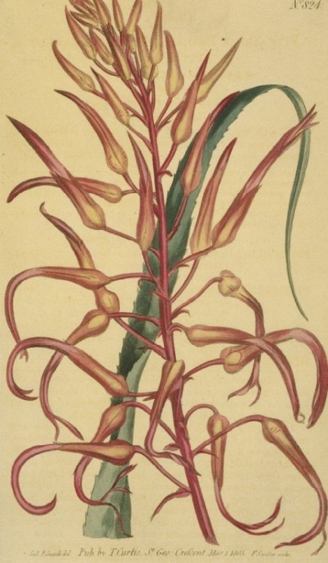 Pitcairnia bromeliaefolia - Curtis's Botanical