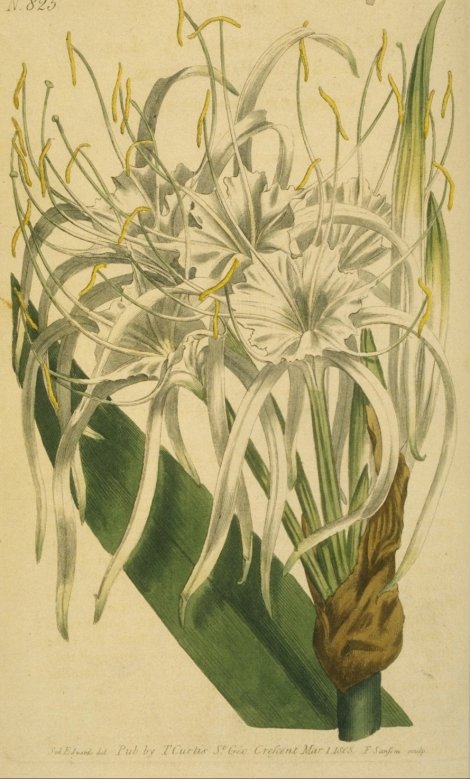 Hymenocallis littoralis - Curtis's Botanical