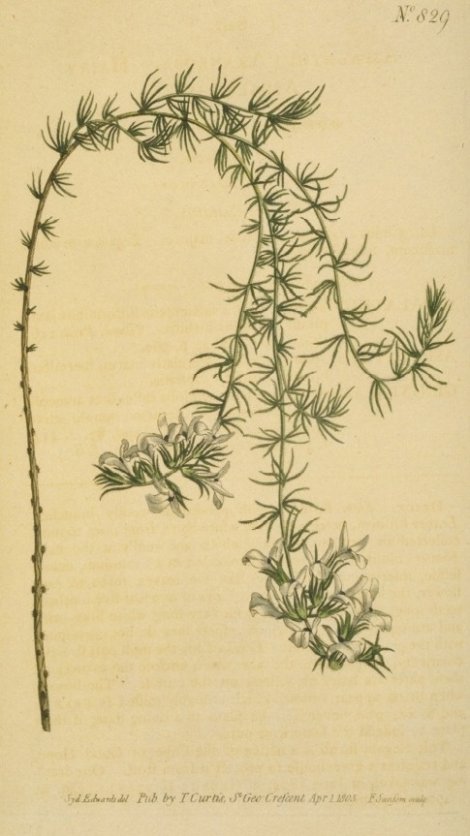 Aspalathus araneosa - Curtis's Botanical