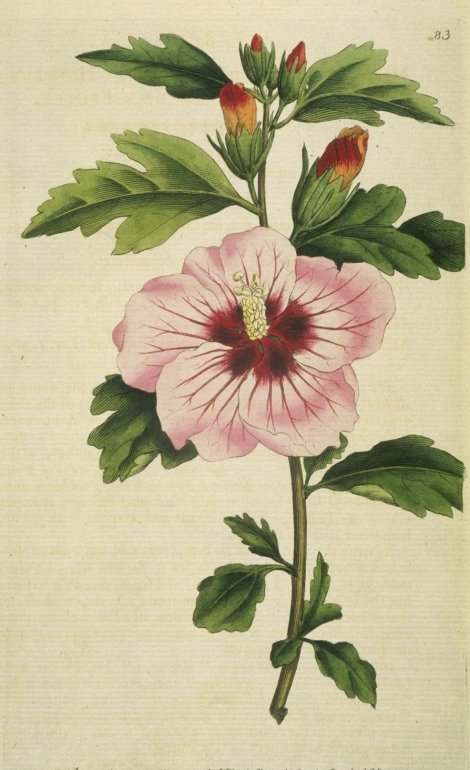 Hibiscus syriacus - Curtis's Botanical