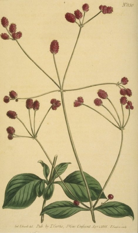 Altenanthera porrigens - Curtis's Botanical
