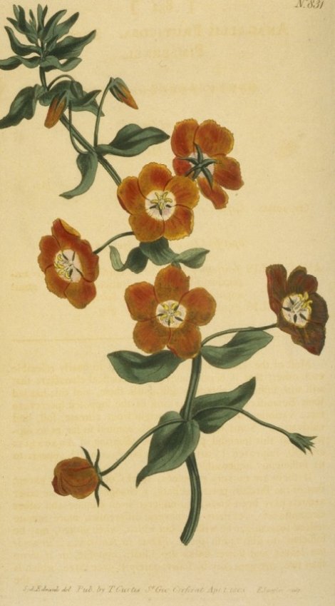 Anagallis linifolia - Curtis's Botanical