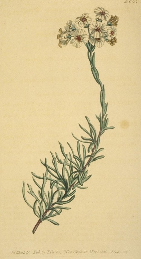 Eriocephalus africanus - Curtis's Botanical