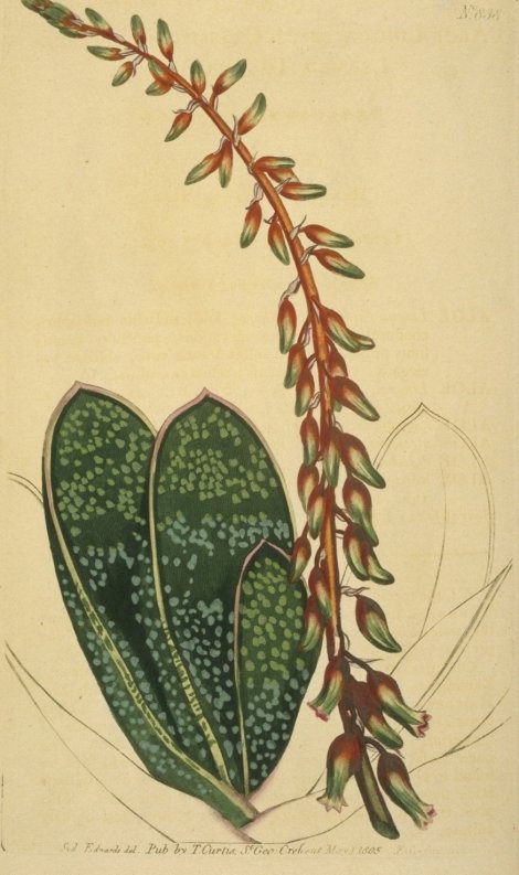 Gasteria lingua - Curtis's Botanical