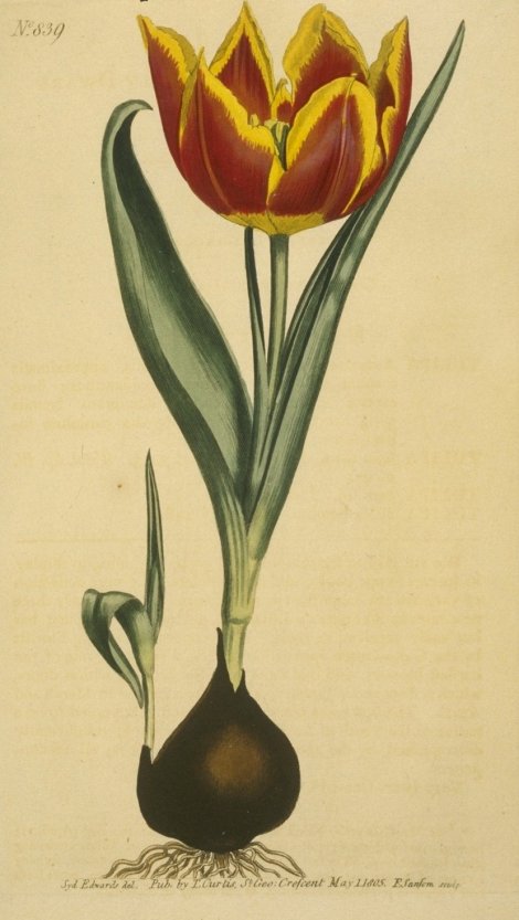 Tulipa Armena - Curtis's Botanical