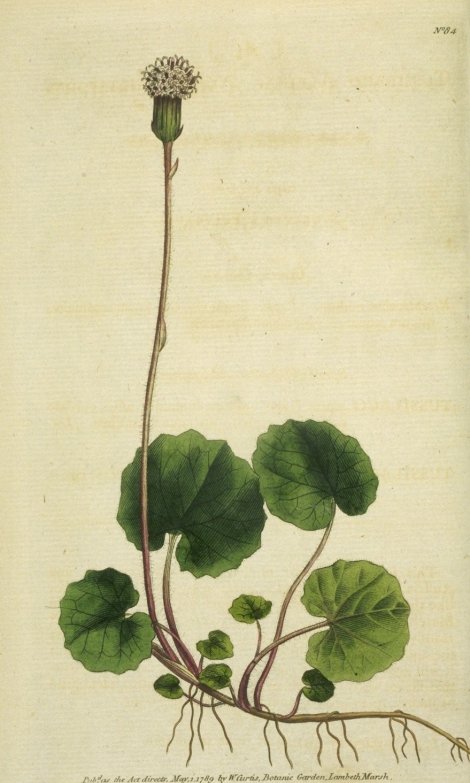 Homogyne alpina - Curtis's Botanical