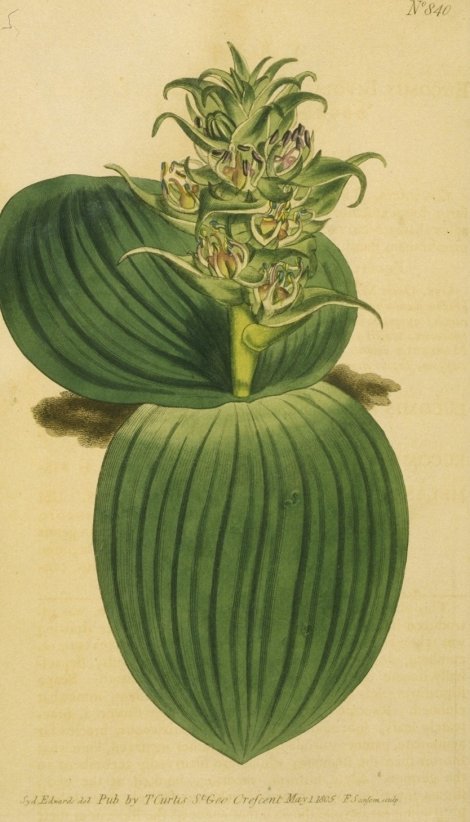 Eucomis bifolia - Curtis's Botanical
