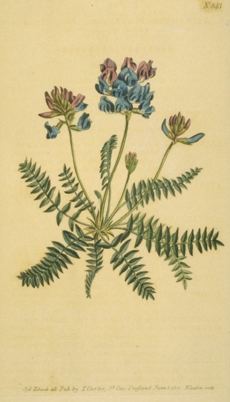 Oxytropis jacquinii - Curtis's Botanical