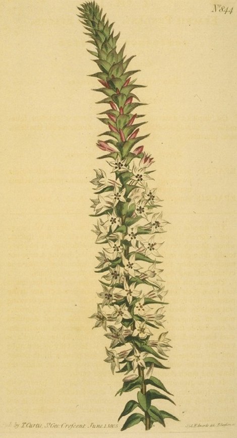 Epacris purpurascens - Curtis's Botanical