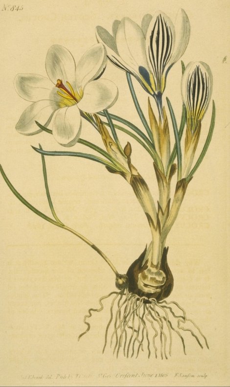 Crocus biflorus - Curtis's Botanical