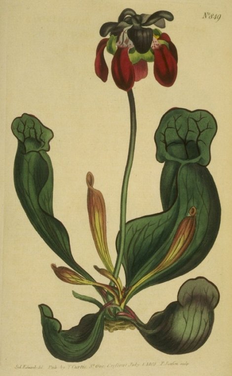 Sarracenia purpurea - Curtis's Botanical