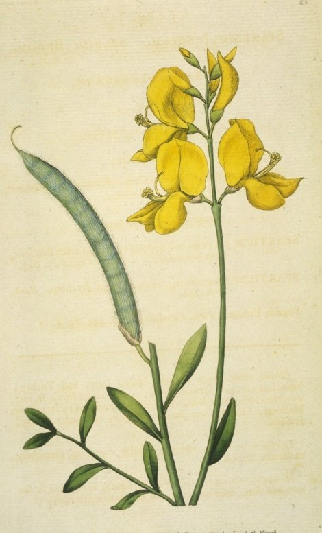 Spartium junceum - Curtis's Botanical
