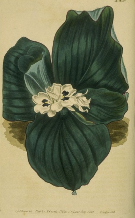 Kaempferia Galanga latifolia - Curtis's Botanical