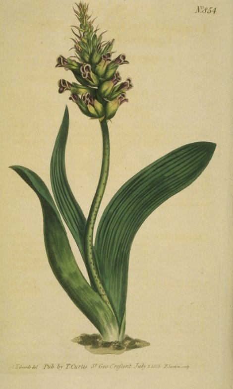 Lachenalia orchioides - Curtis's Botanical