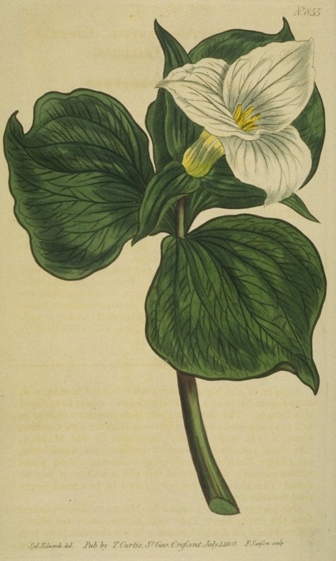 Trillium grandiflorum - Curtis's Botanical